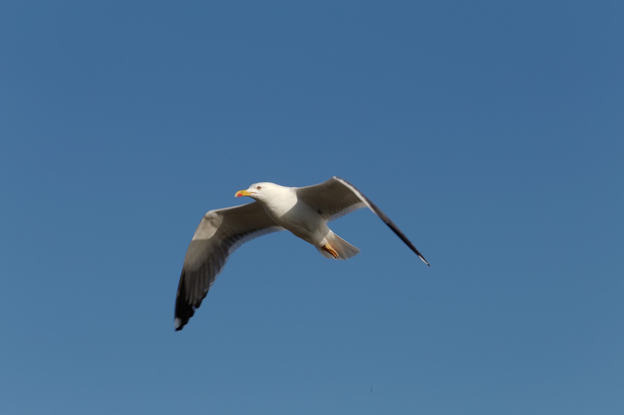 flying seagull sky bird free photo