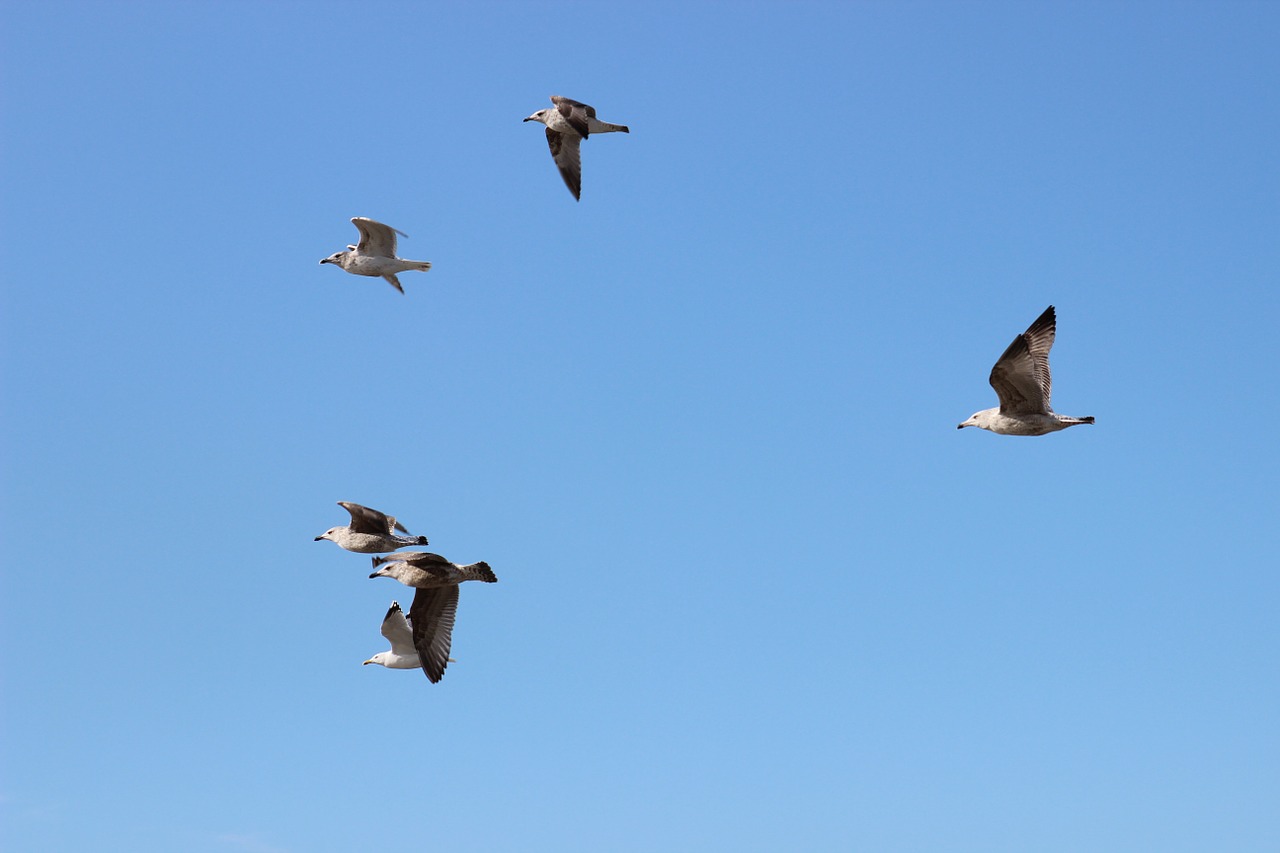 flying seagull birds freedom free photo