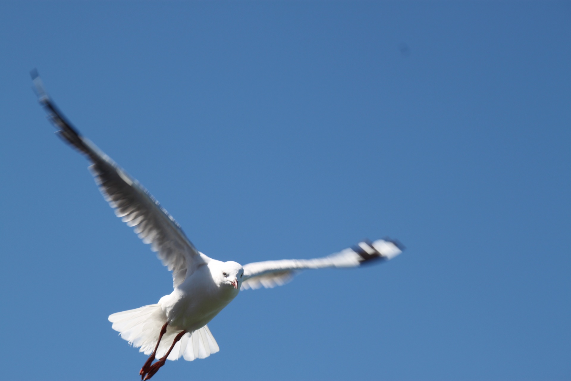 flying seagull sea free photo