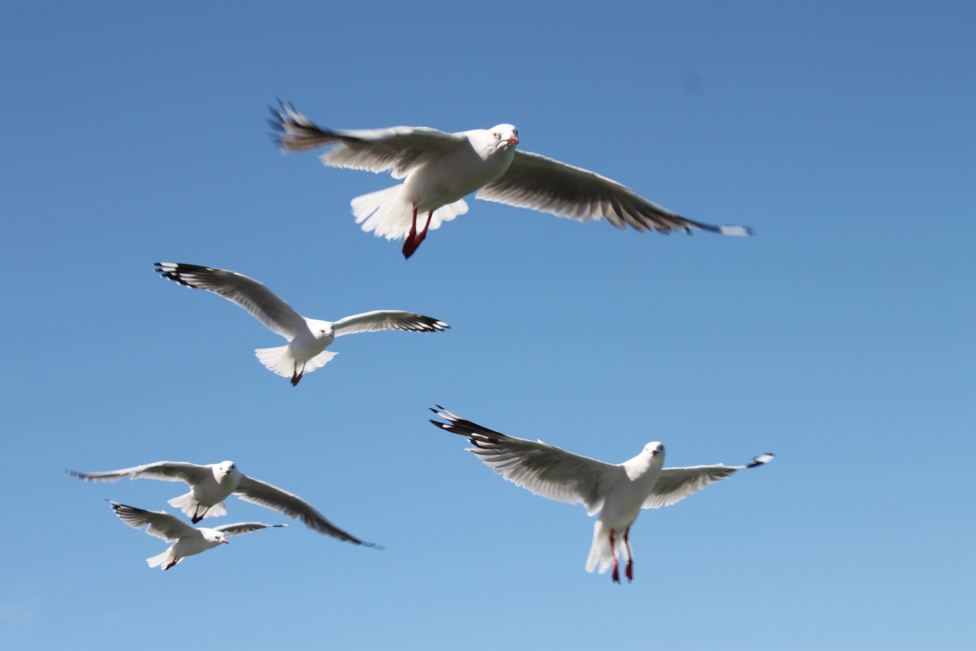 flying seagull sea free photo