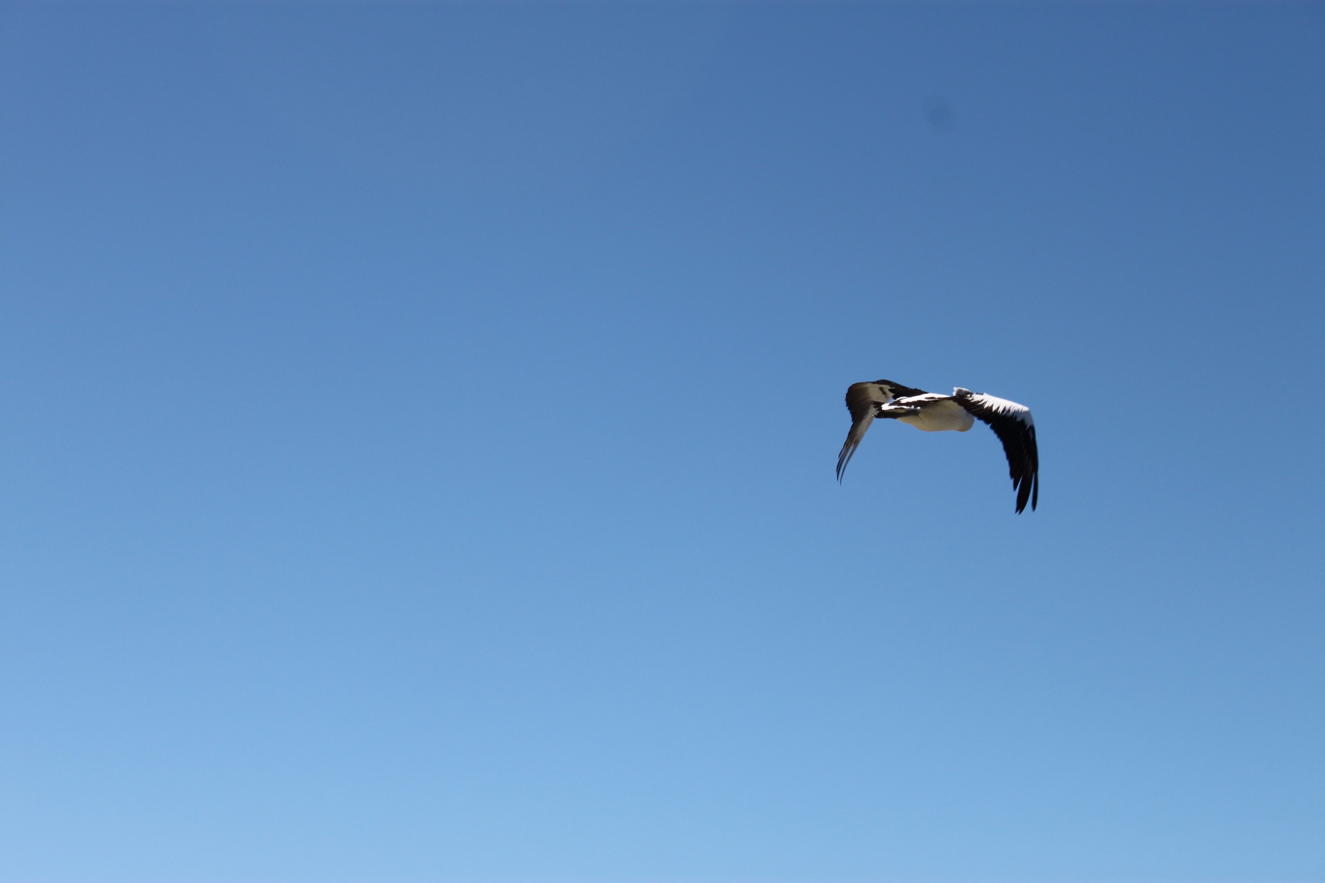 flying seagull sea free photo