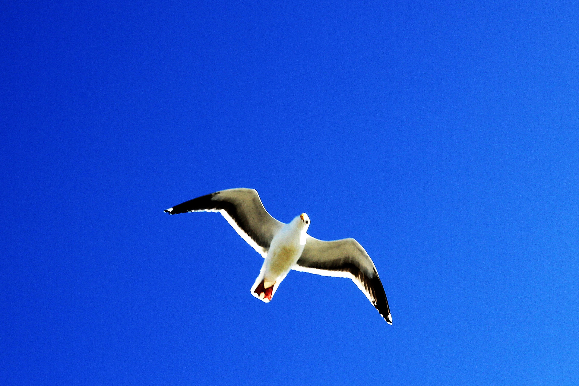 seagull bird flying bird free photo