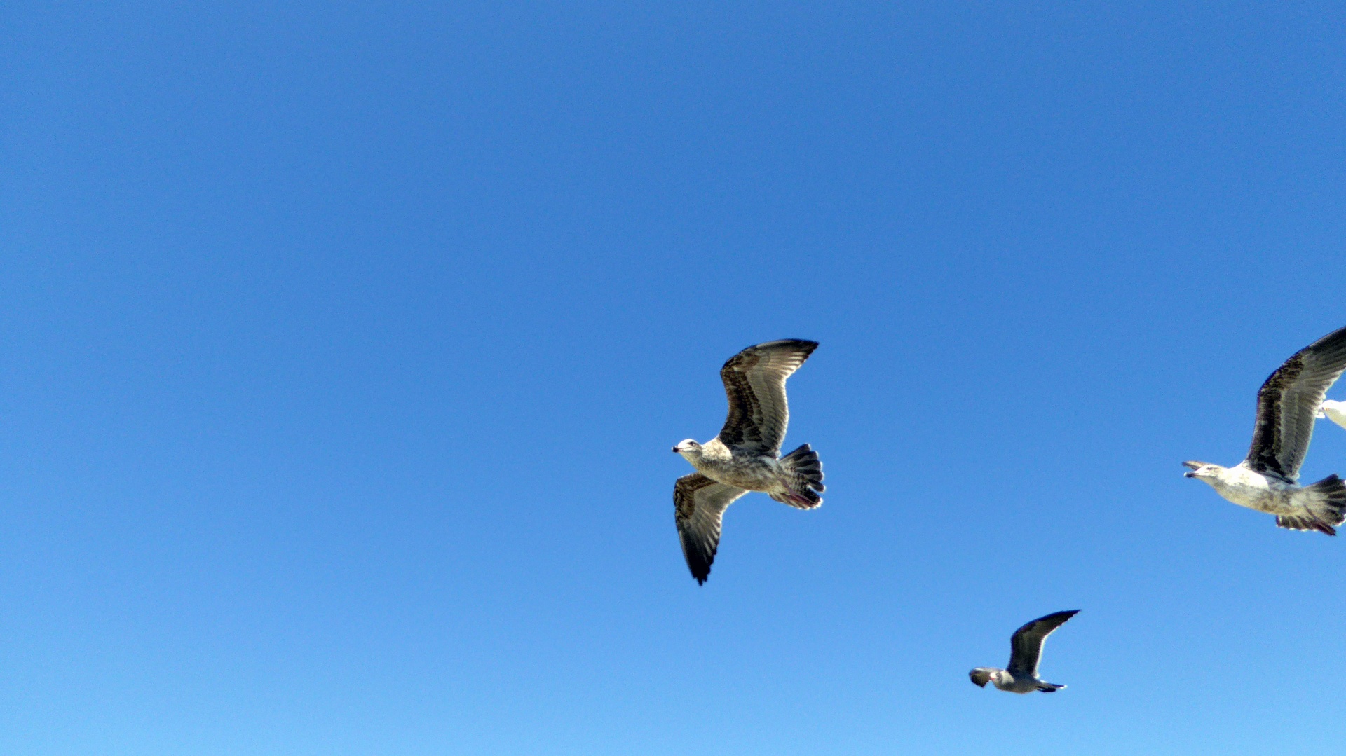 seagull seagulls flying free photo