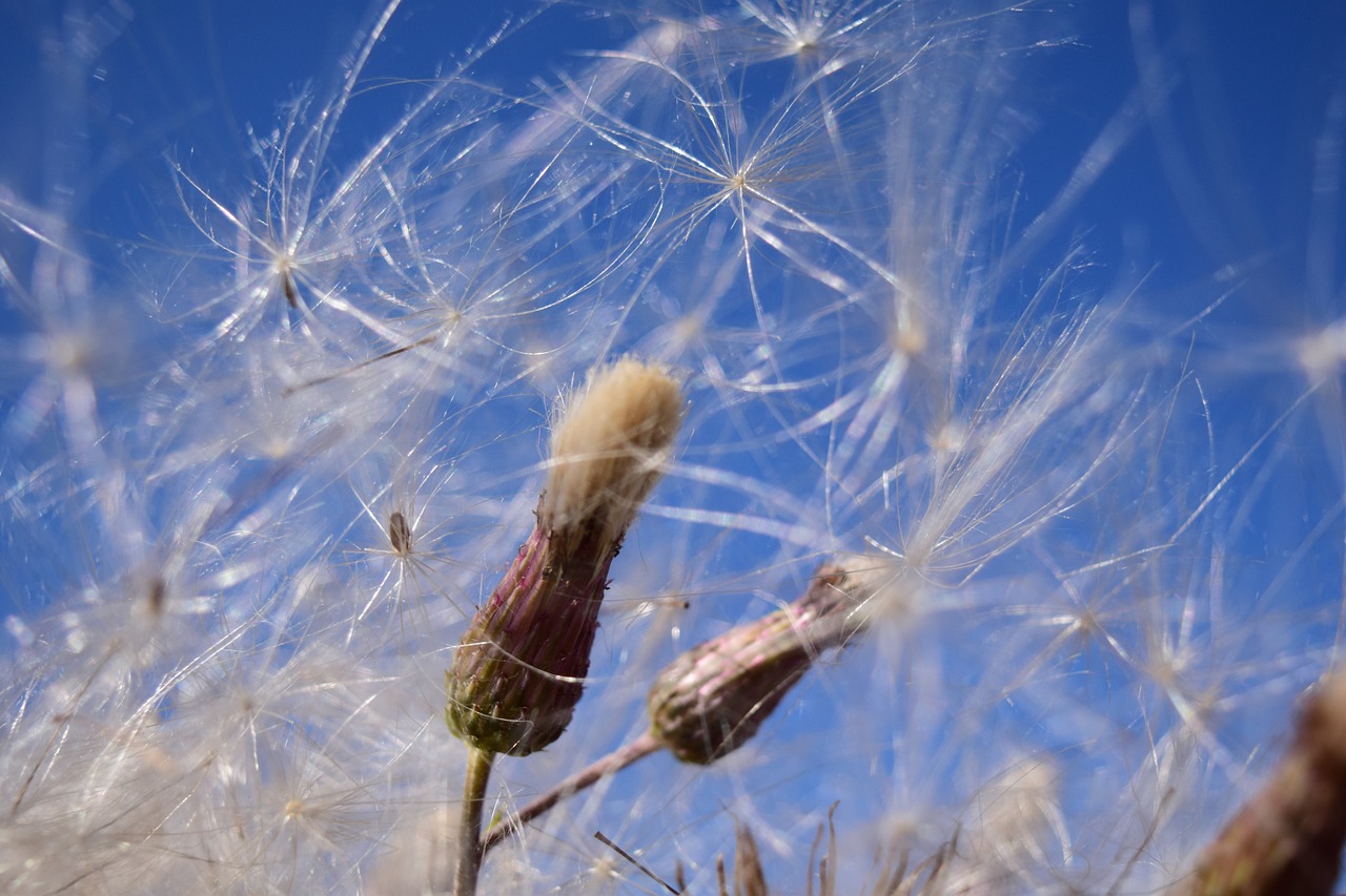 flying seeds wind sky free photo