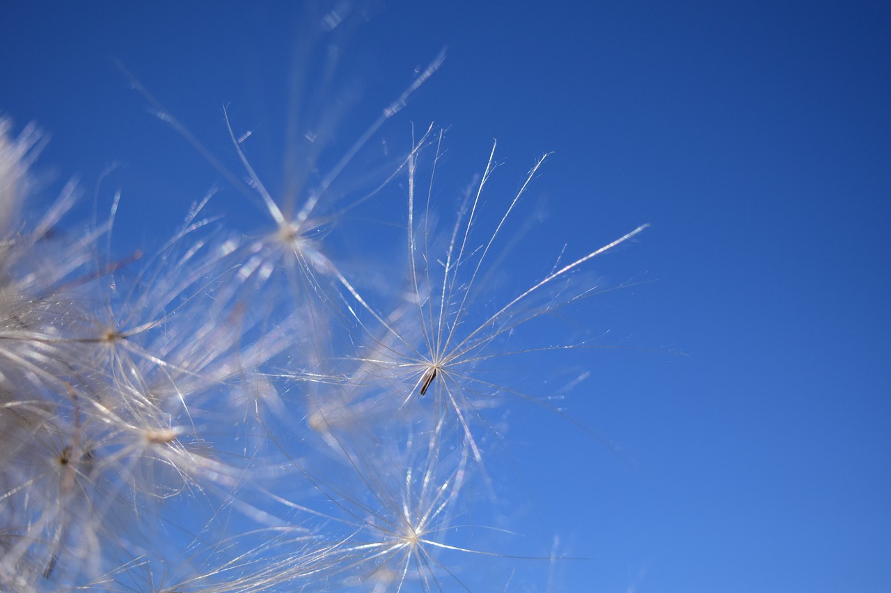 flying seeds wind sky free photo