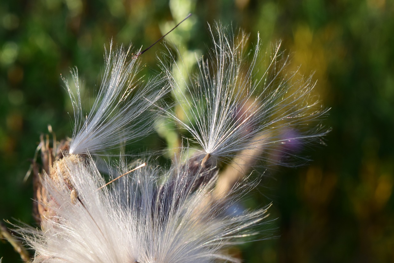 flying seeds seeds dandelion free photo