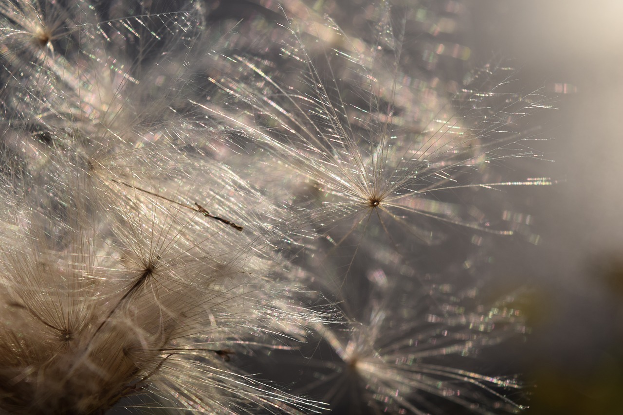 flying seeds back light wind free photo