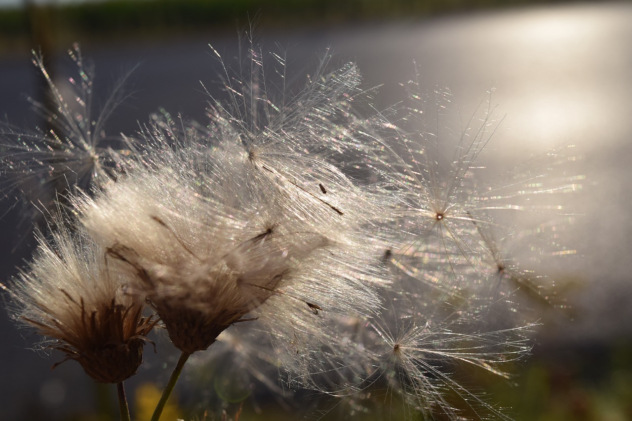 flying seeds back light wind free photo