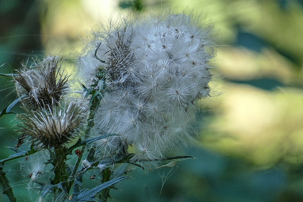 flying seeds thistle seeds free photo