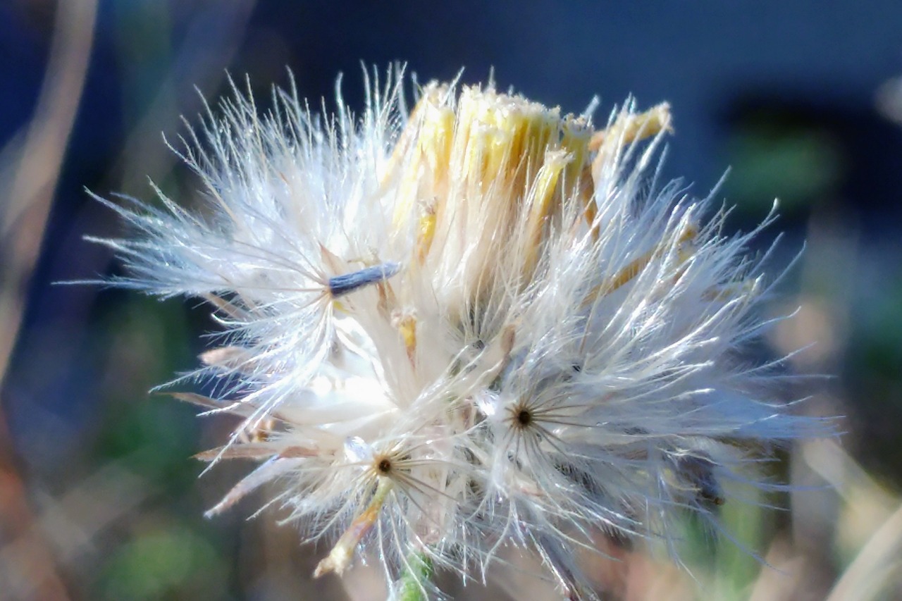 flying seeds reed meadow free photo