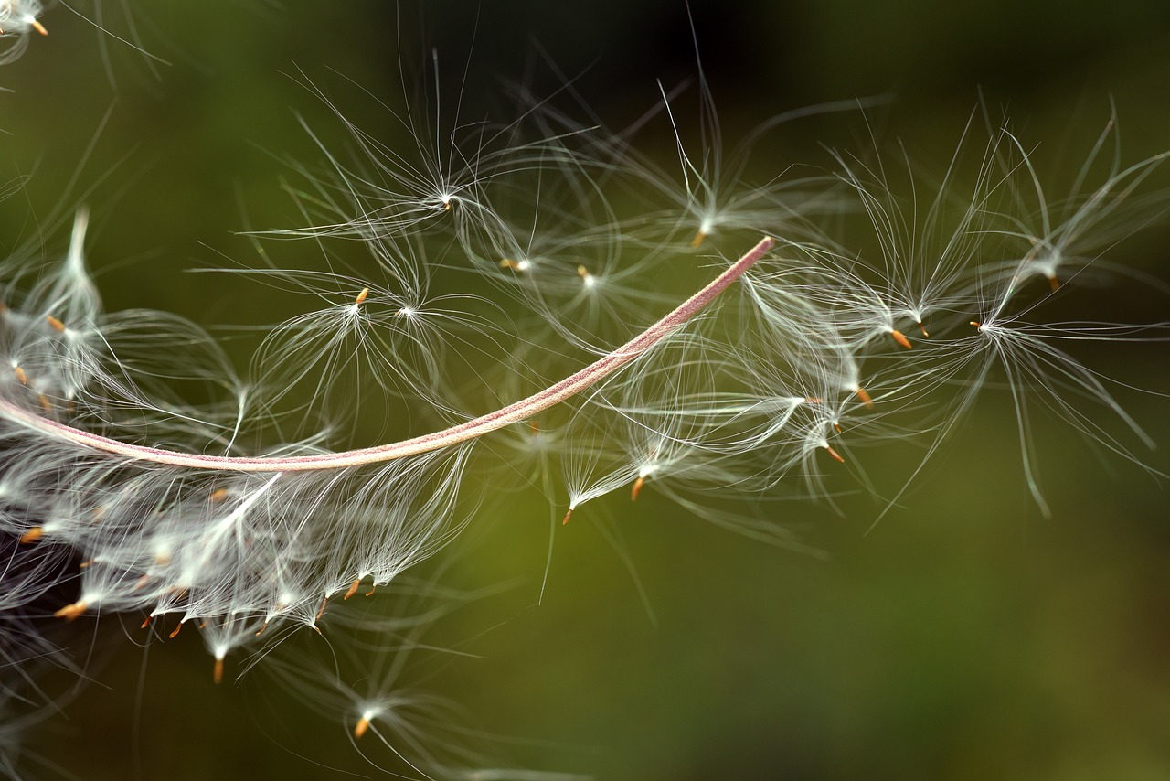 flying seeds  close up  nature free photo