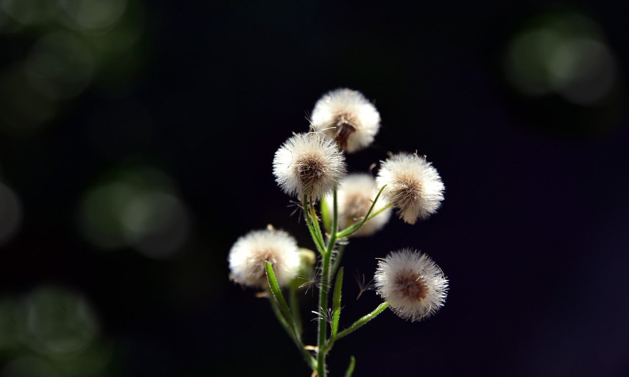 flying seeds  plant  close up free photo