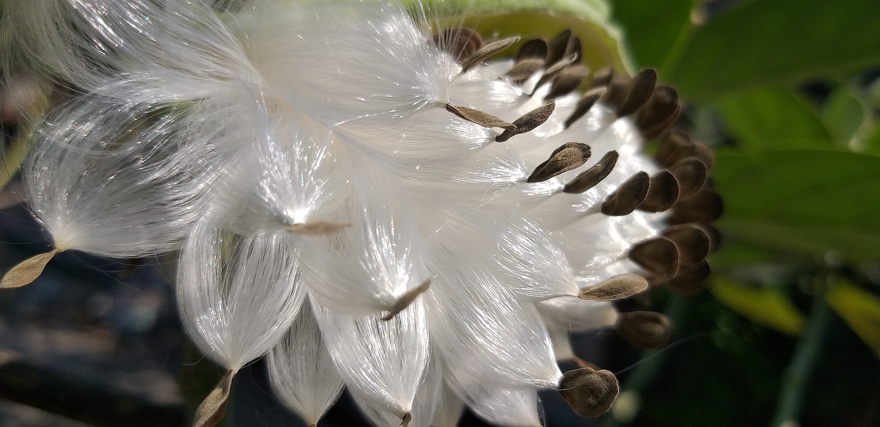 flying seeds  seeds  nature free photo