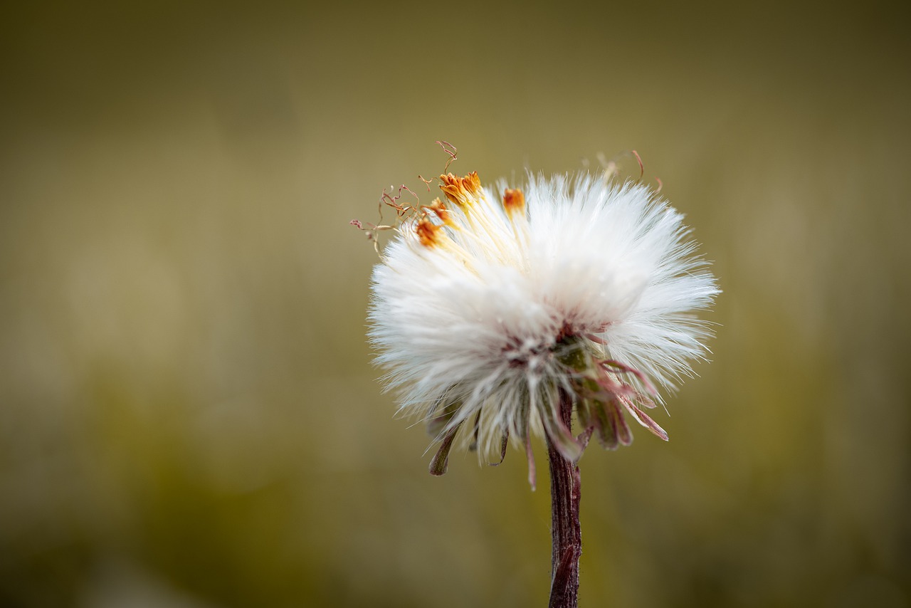 flying seeds  seeds  blossom free photo