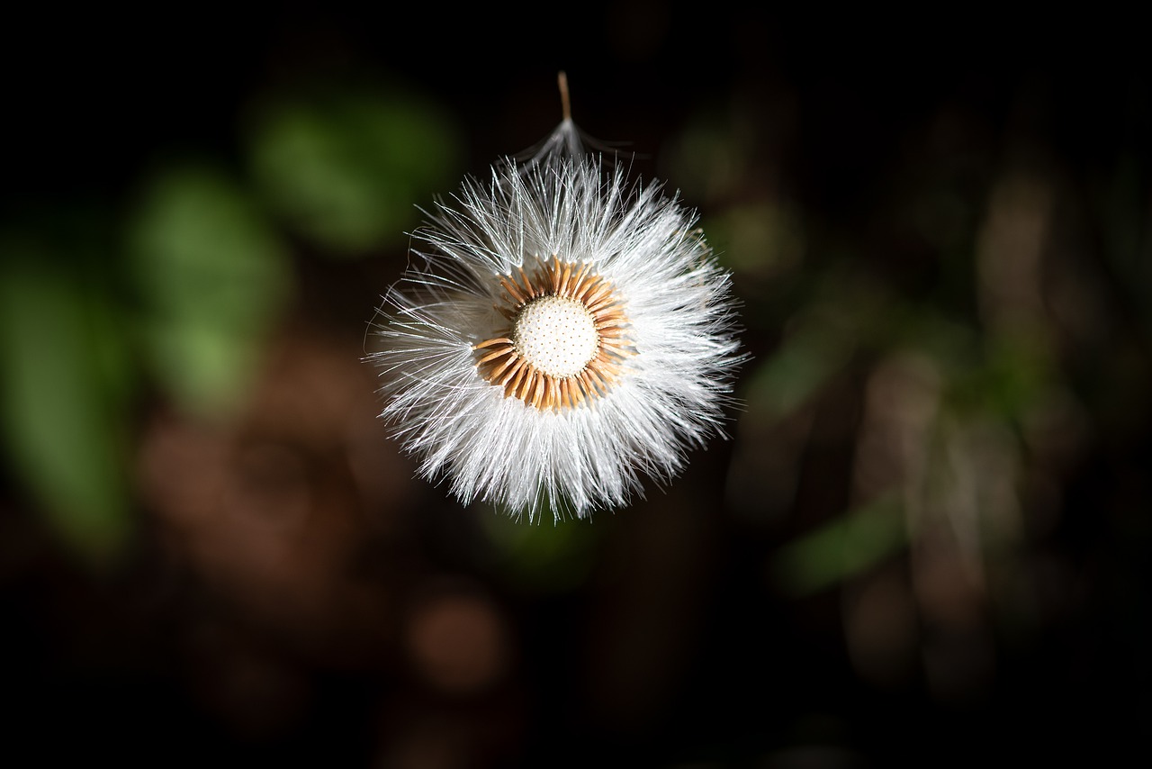 flying seeds  seeds  faded free photo