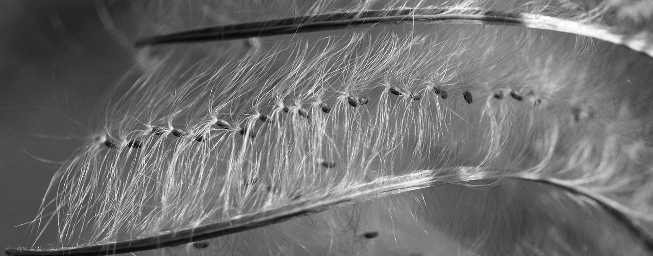 epilobium flying seeds seeds free photo