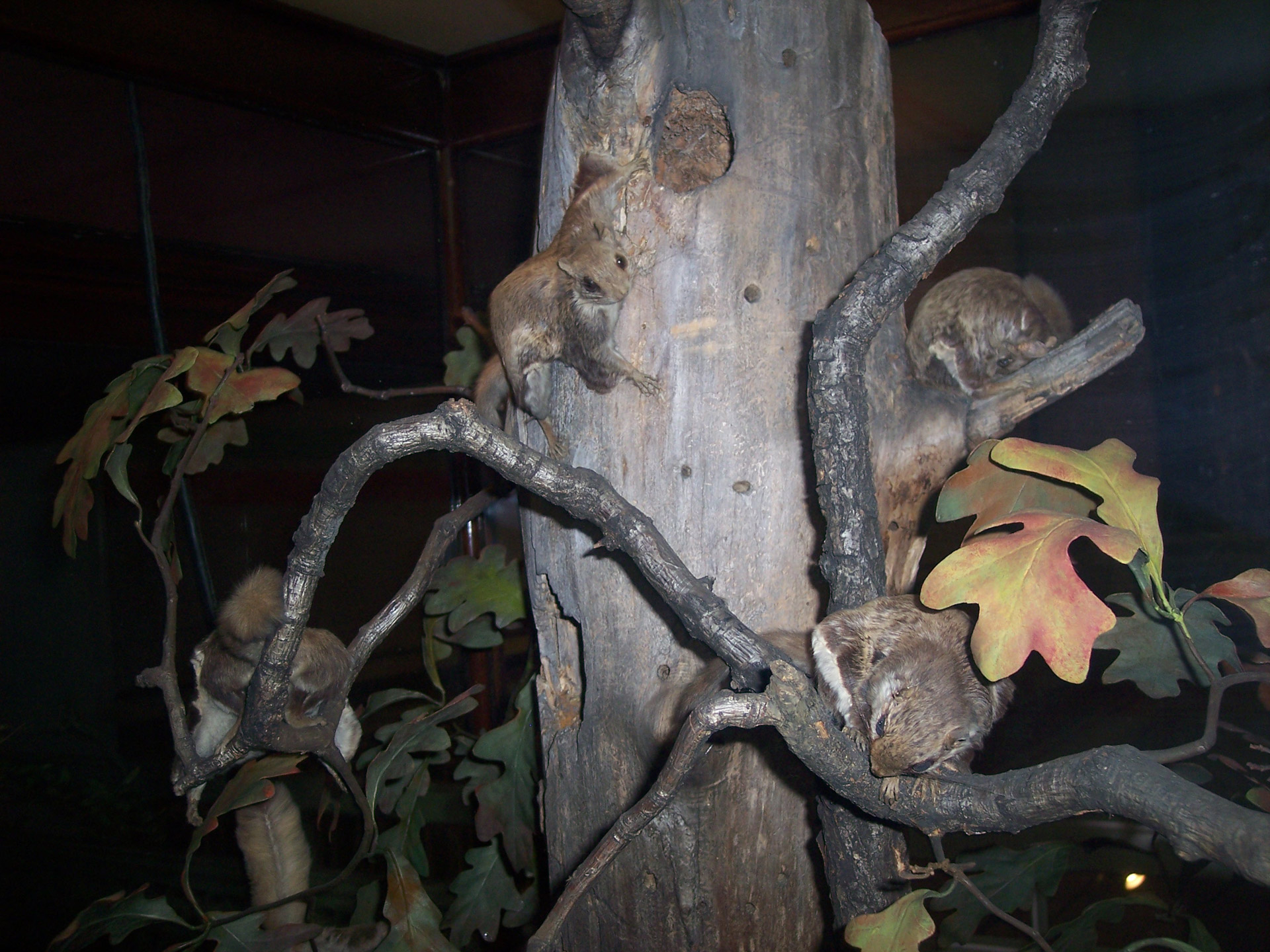 flying squirrel pittsburgh museum free photo
