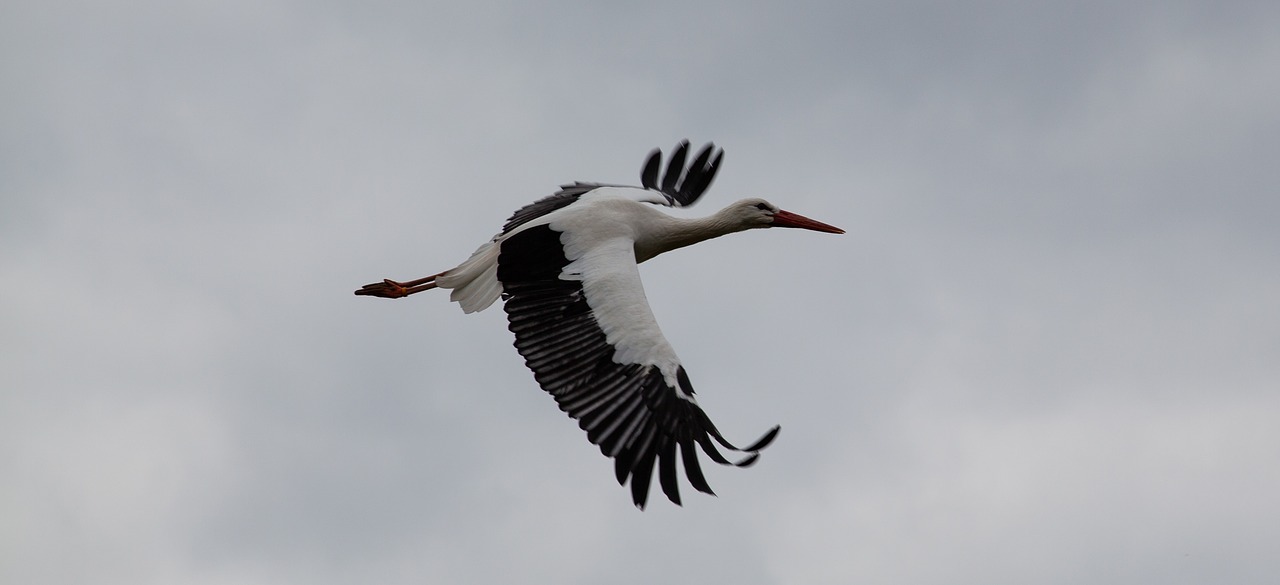 flying stork  stork  black bird free photo