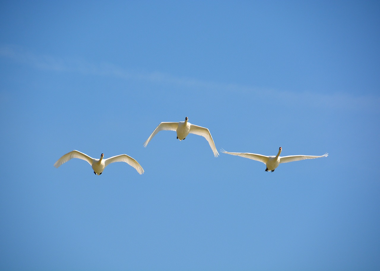 flying swans  blue  sky free photo