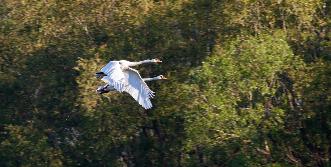 flying swans  swan  flying free photo