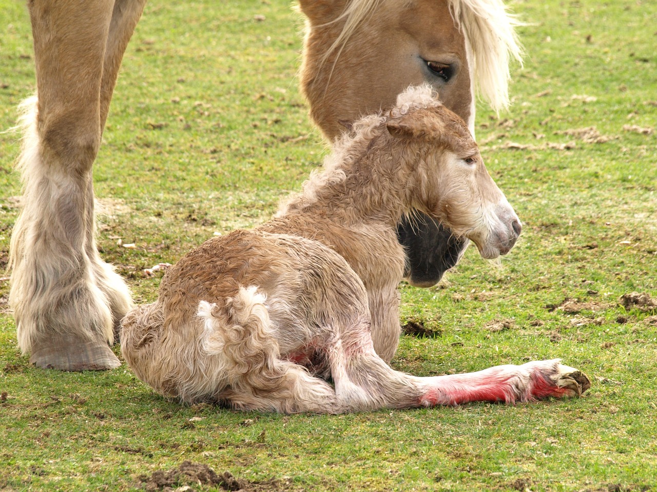 foal horse newborn free photo