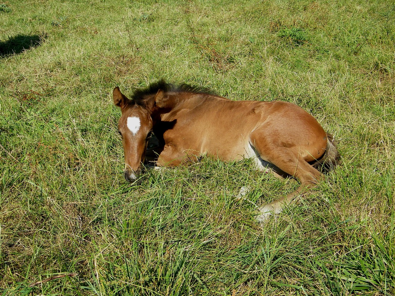 foal horse horses free photo