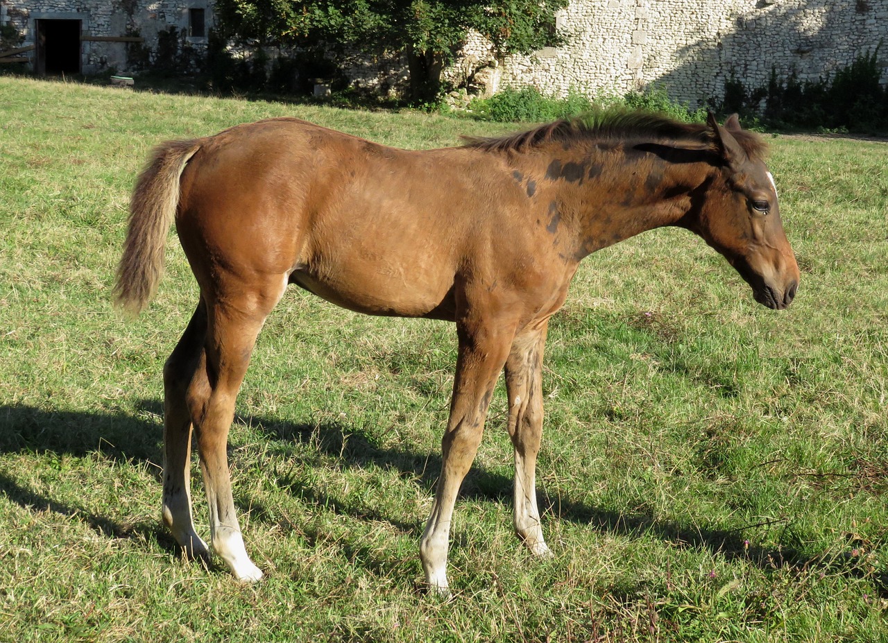 foal horse horses free photo