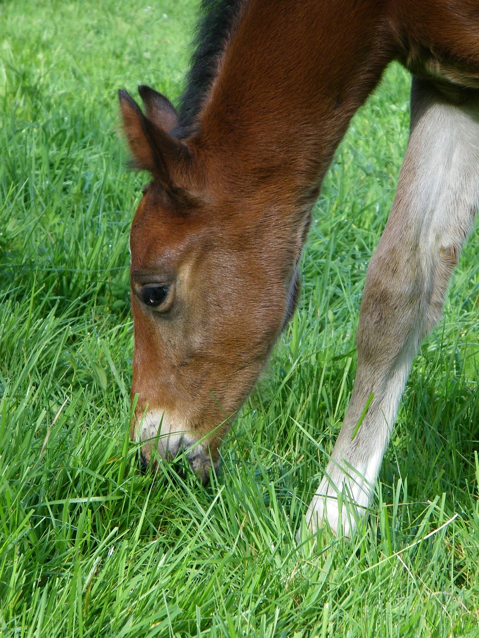 foal filly horse free photo