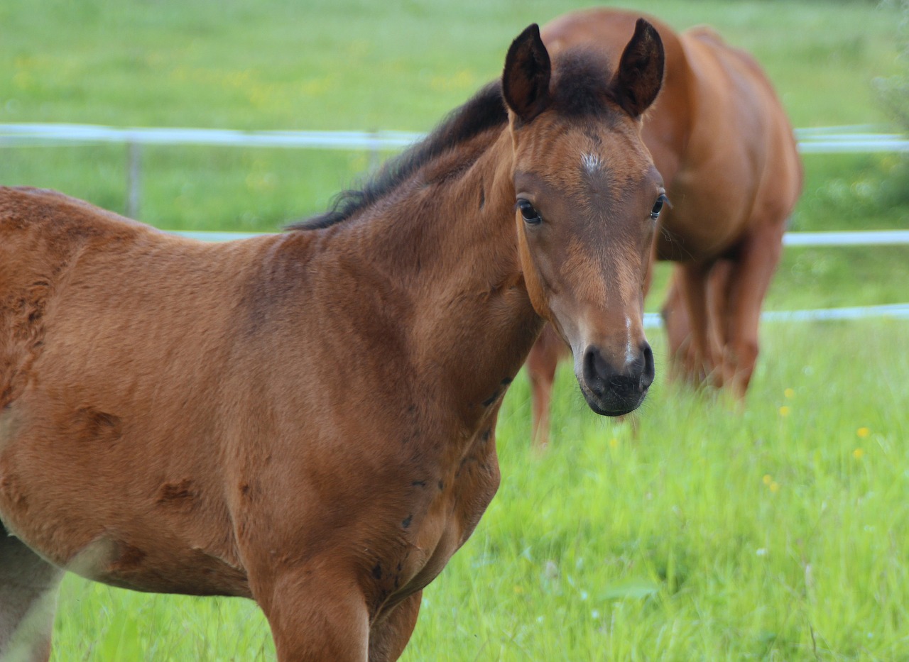 foal young animal horse free photo