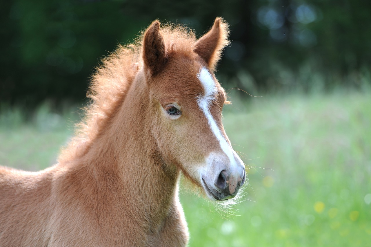 foal iceland foal iceland horse free photo