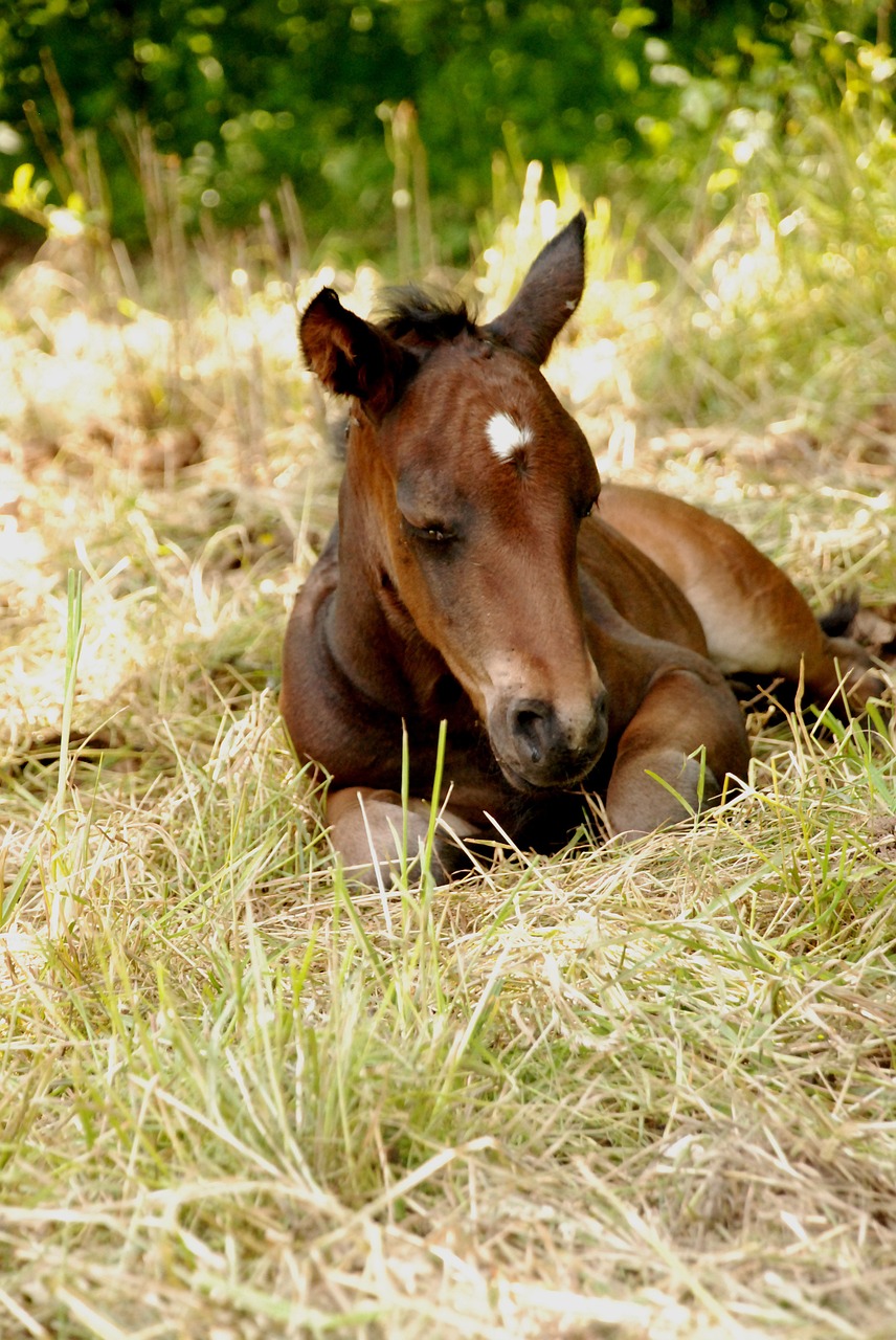 foal colt summer free photo