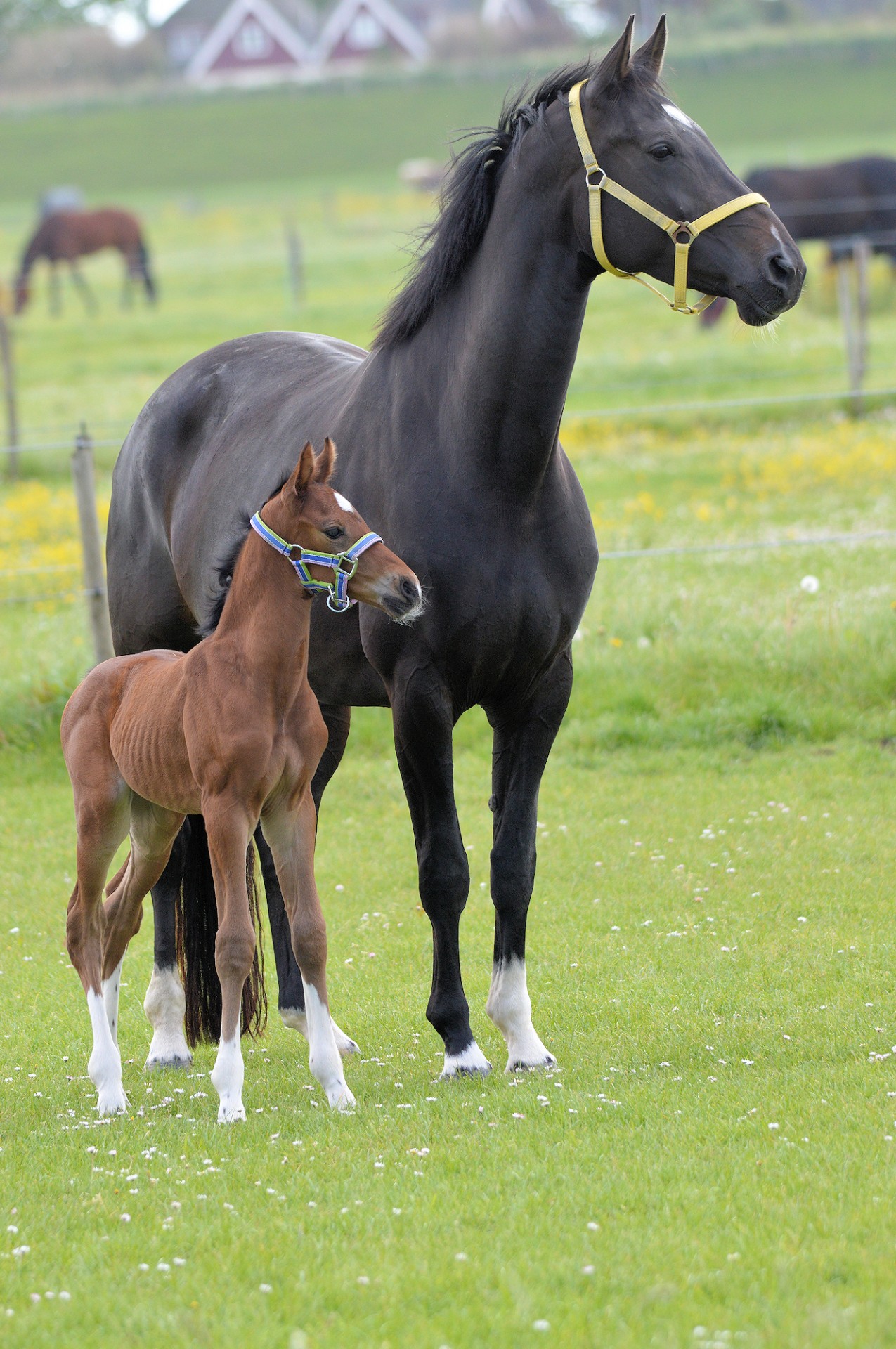 foal mare horse free photo