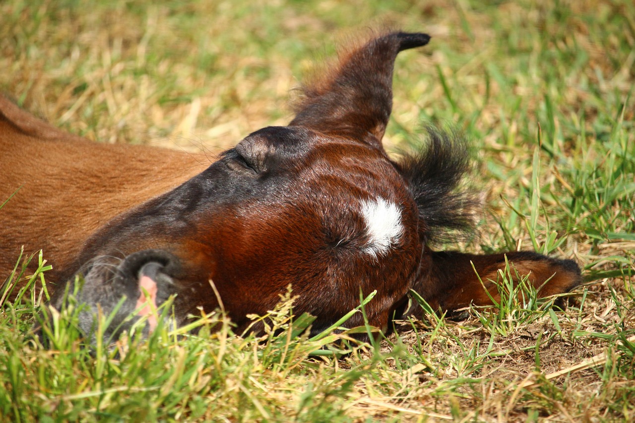 foal horse suckling free photo