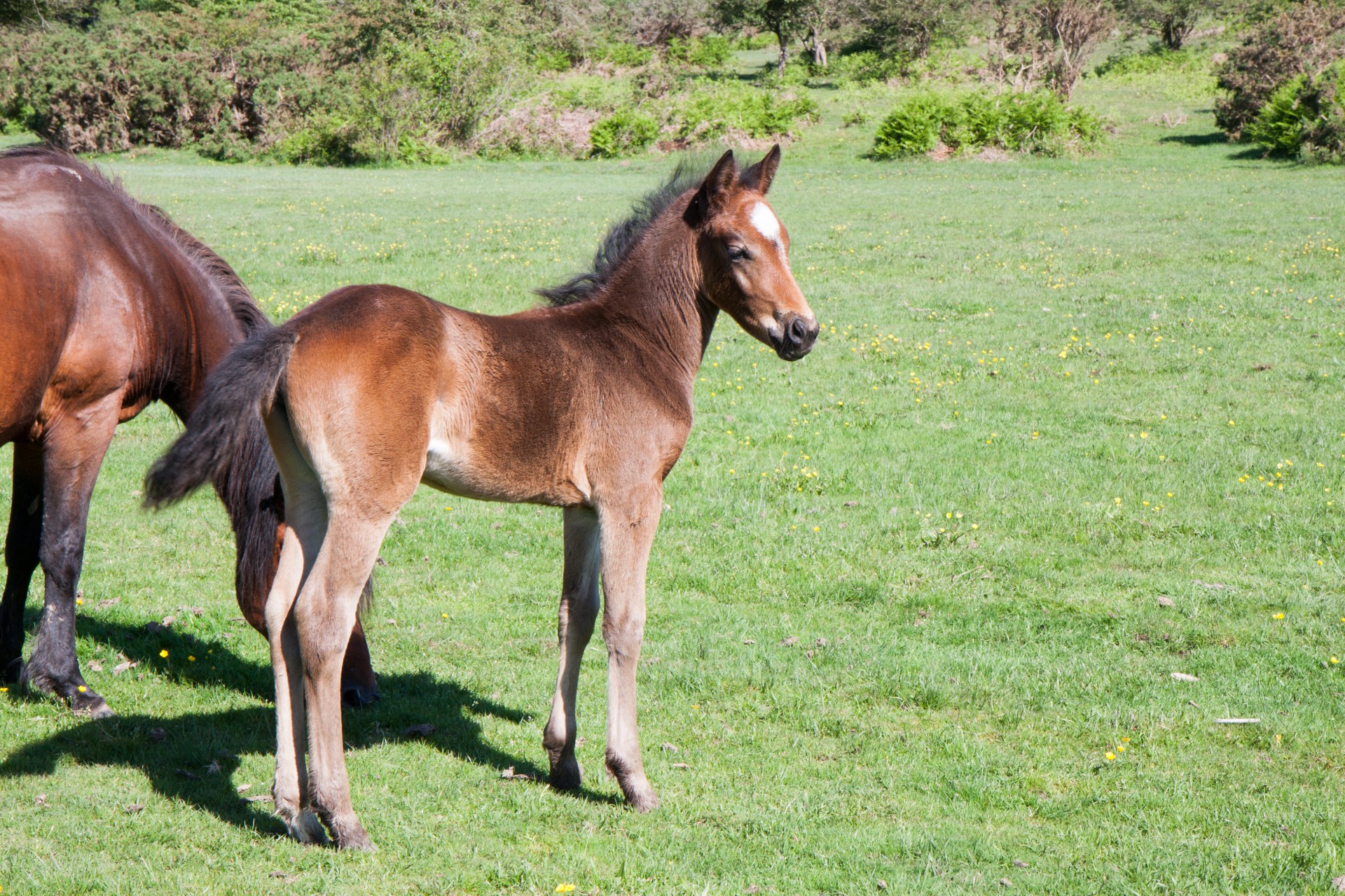 foal horse pony free photo