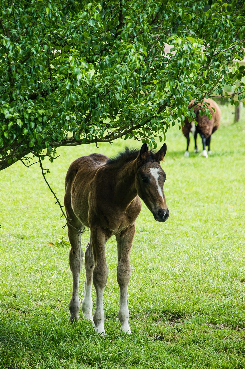 foal meadow horses free photo