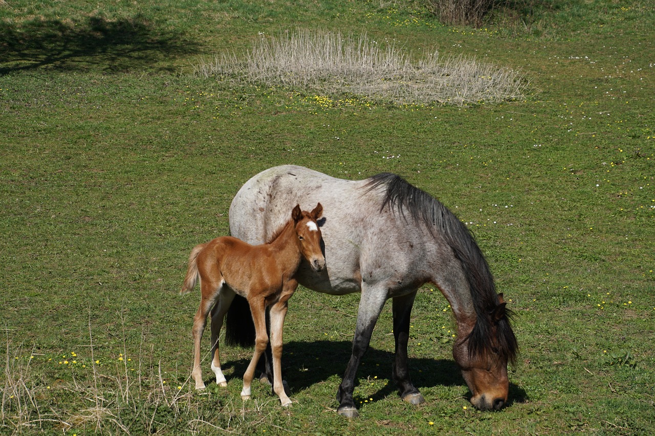 foal mare mare and foal free photo