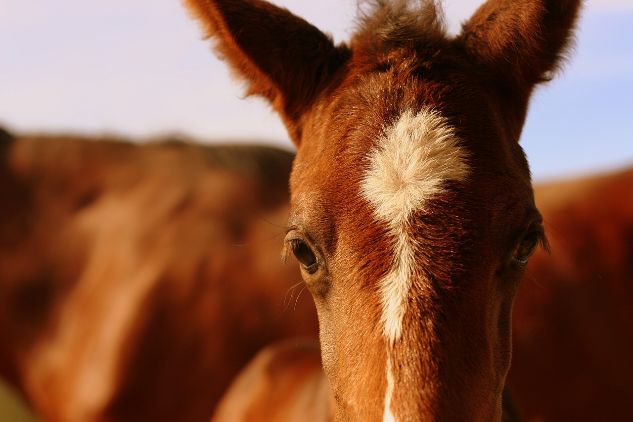 foal chestnut horse free photo