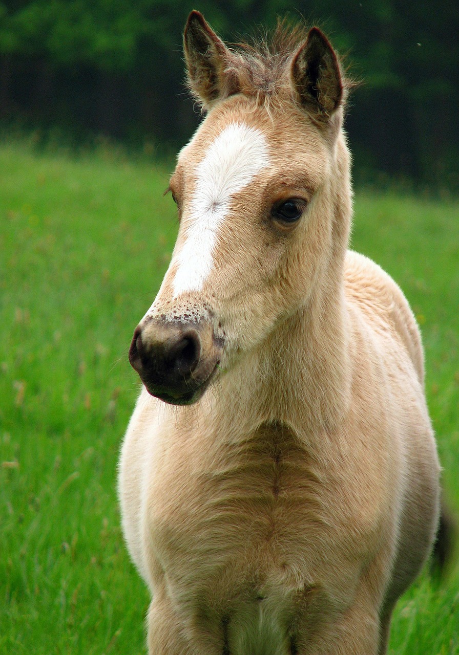 foal horse pony free photo