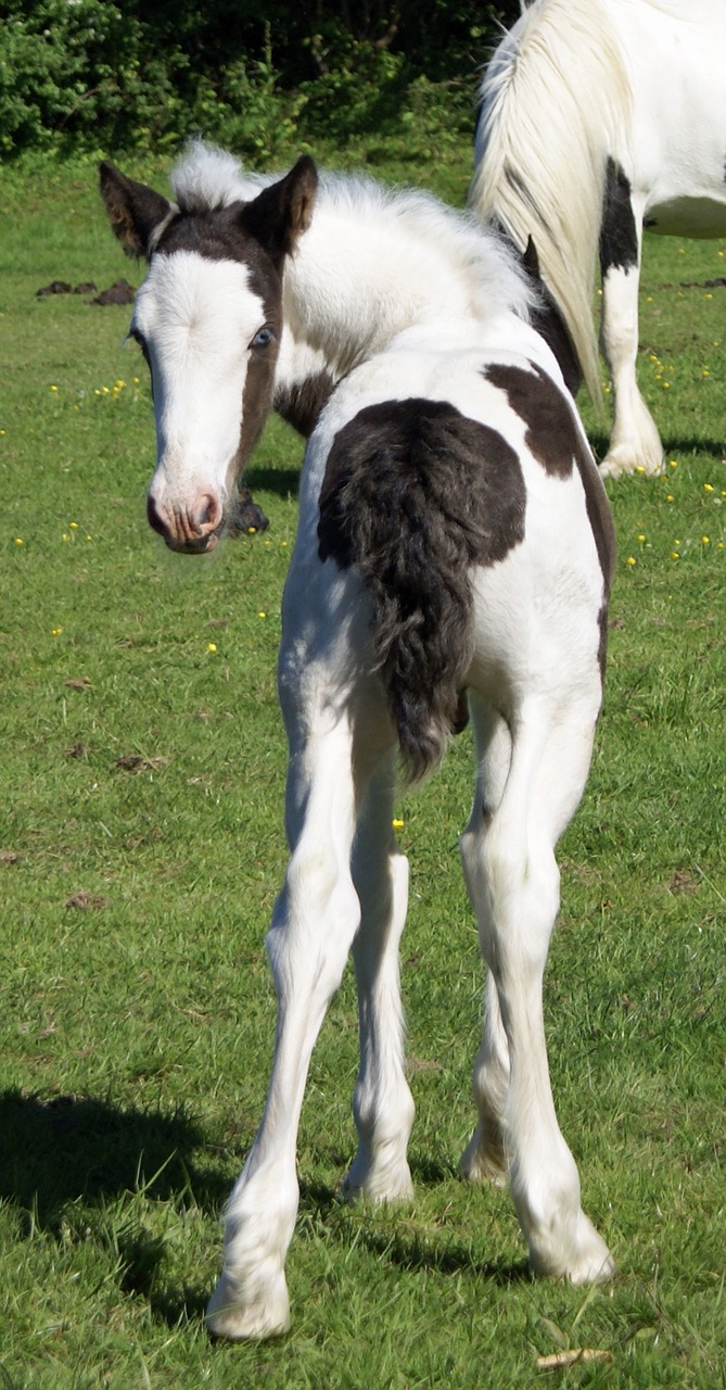 foal bottom piebald free photo