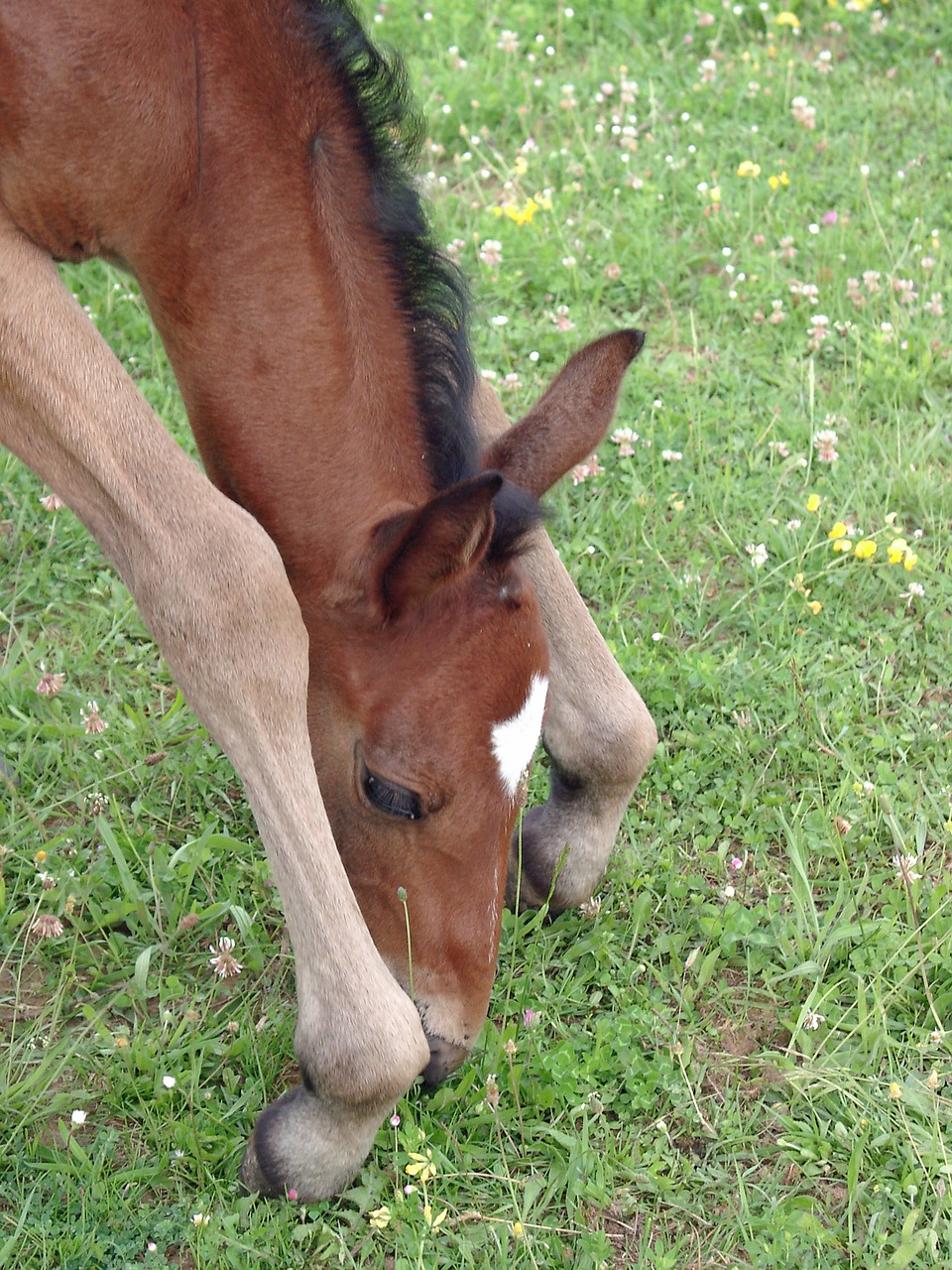 foal filly horse free photo