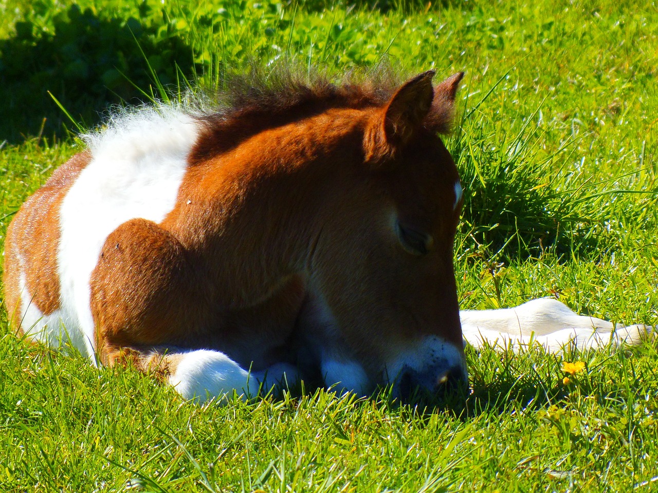 foal nature animal free photo