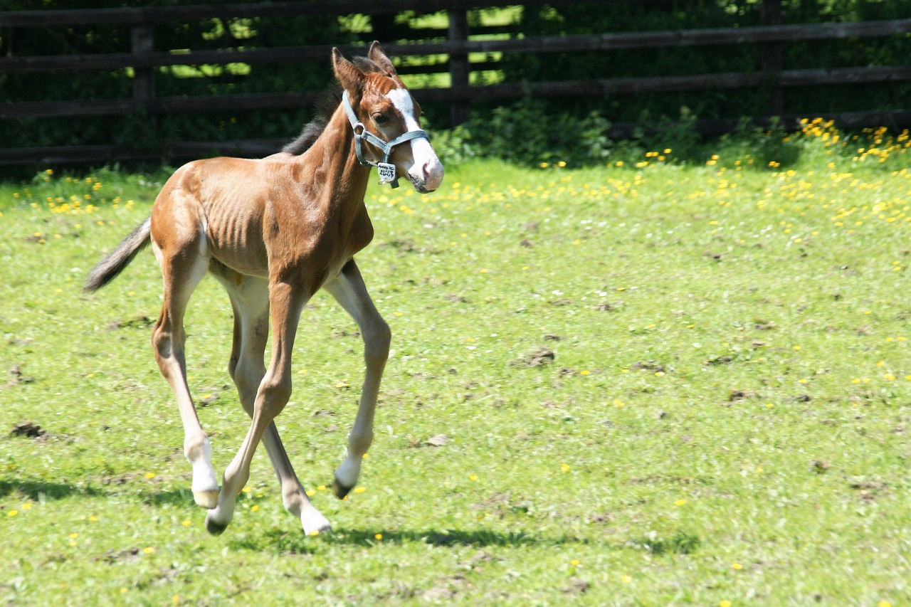 foal young horse pasture free photo