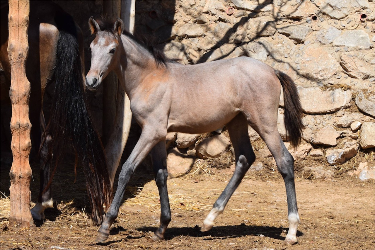 foal horse andalusian free photo