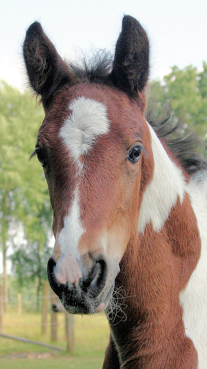 foal horse young animal free photo