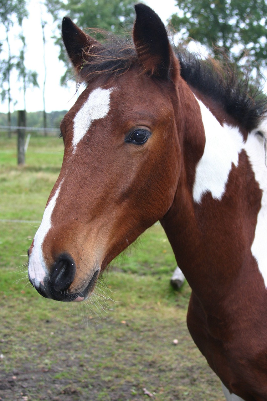 foal horse young animal free photo