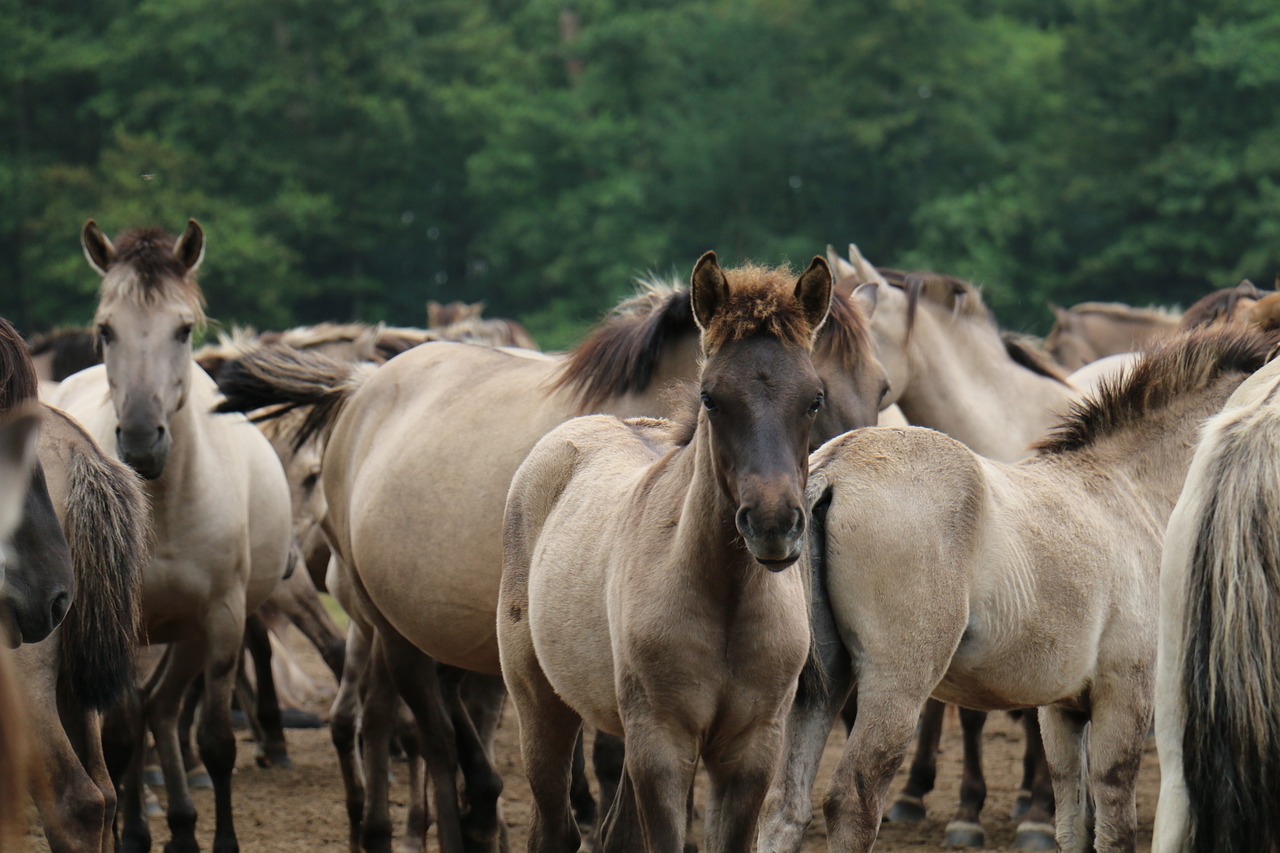 foal horse flock free photo