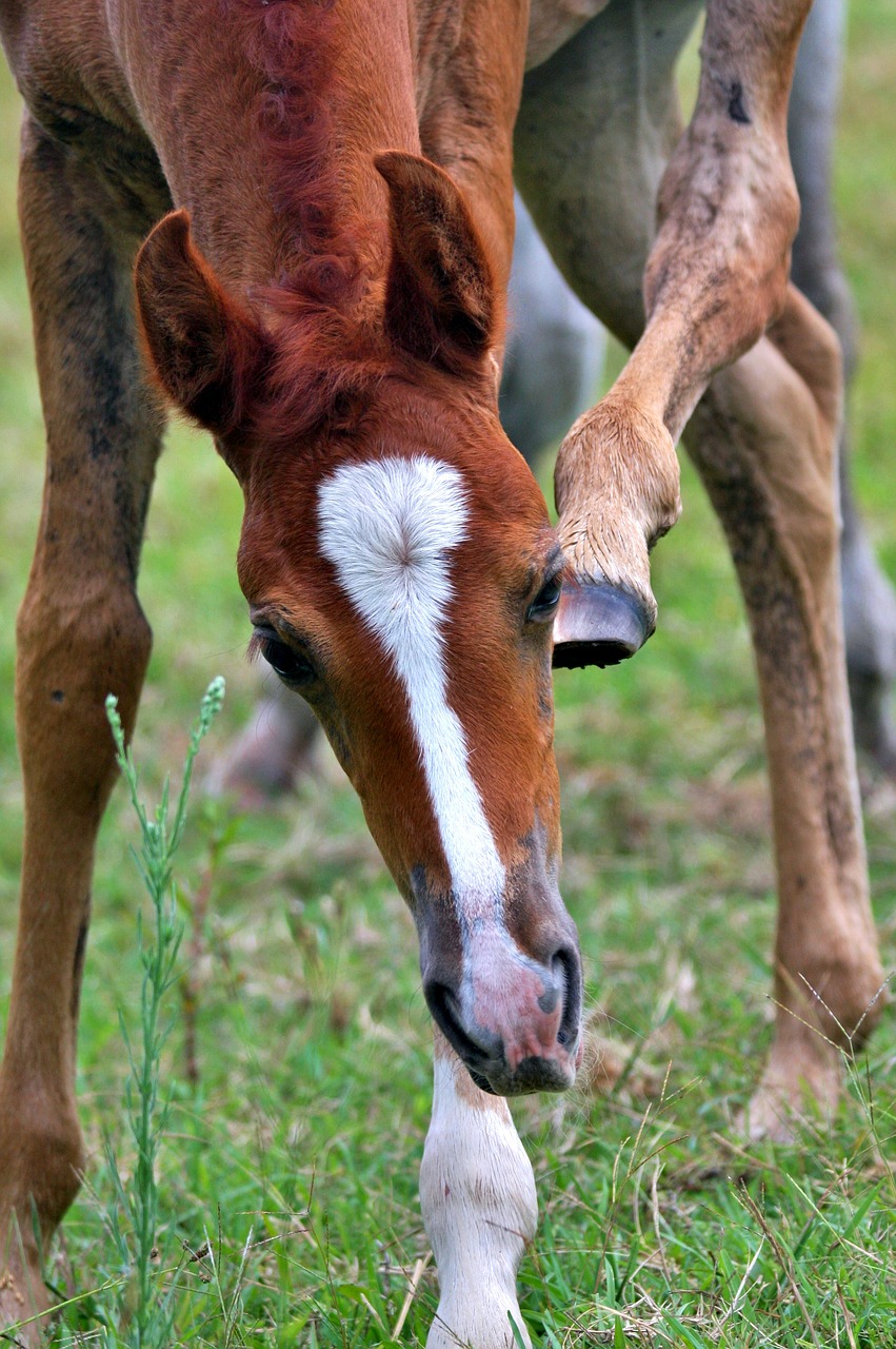 foal animal arabian free photo