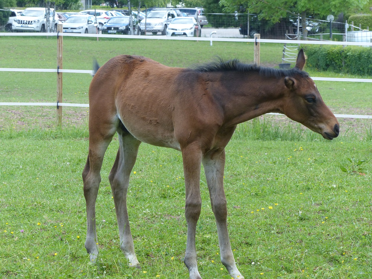foal coupling pasture free photo