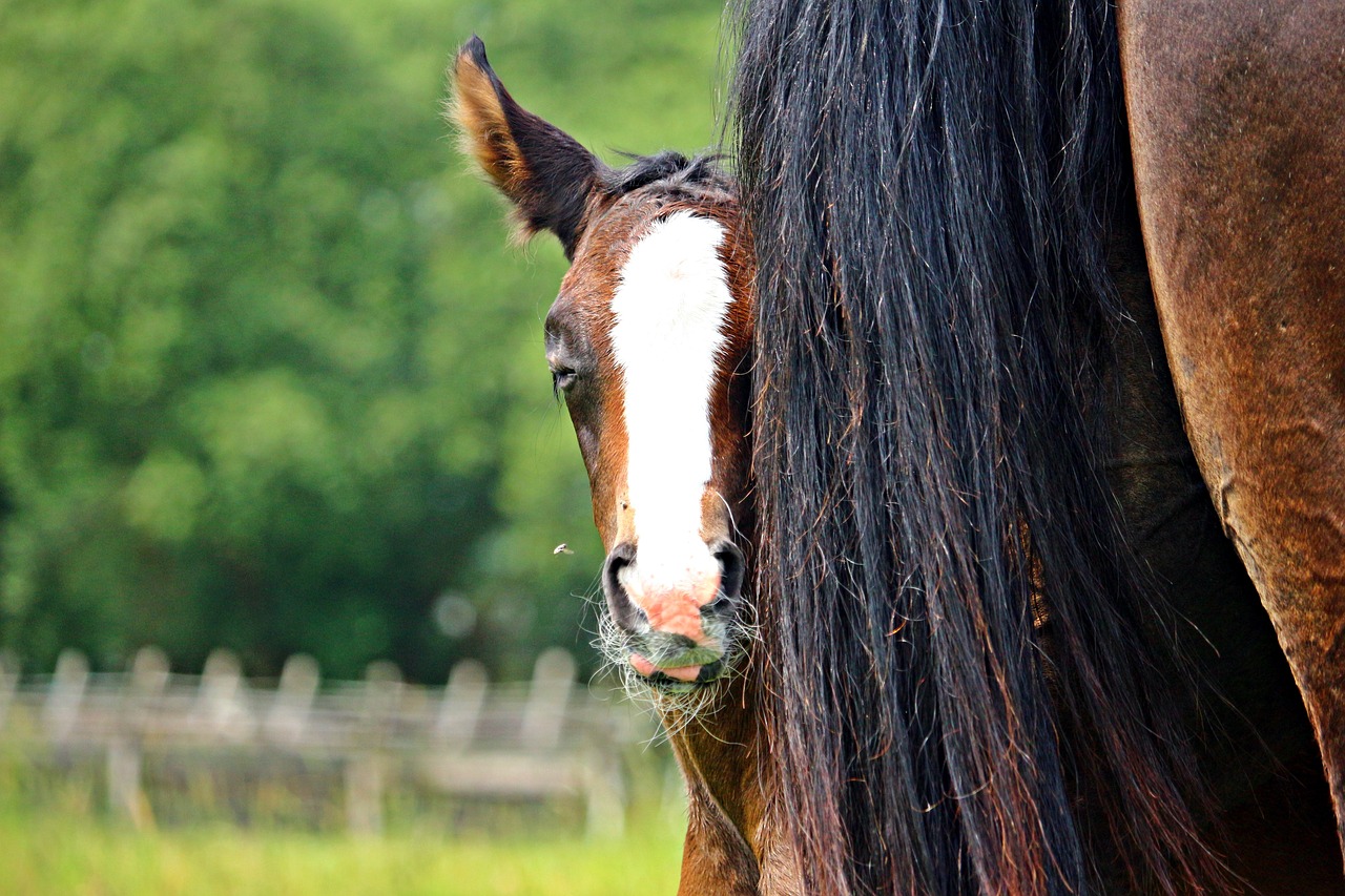 Horse tail