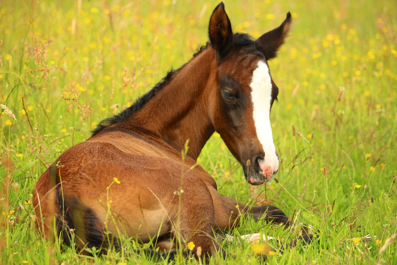 foal horse brown free photo